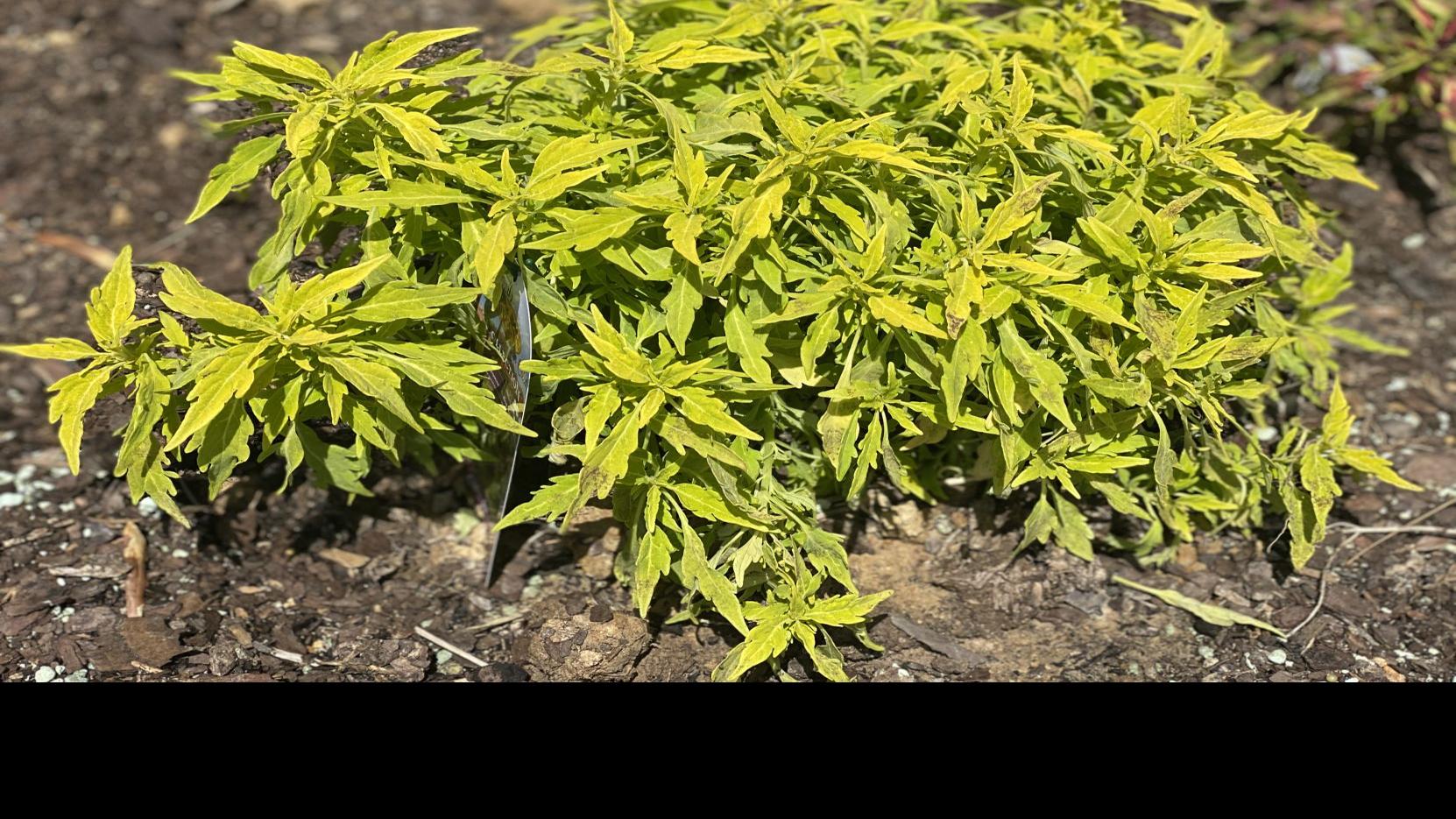 Garden News Spice Up Your Landscape With The Flamethrower Coleus Series Home Garden Theadvocate Com