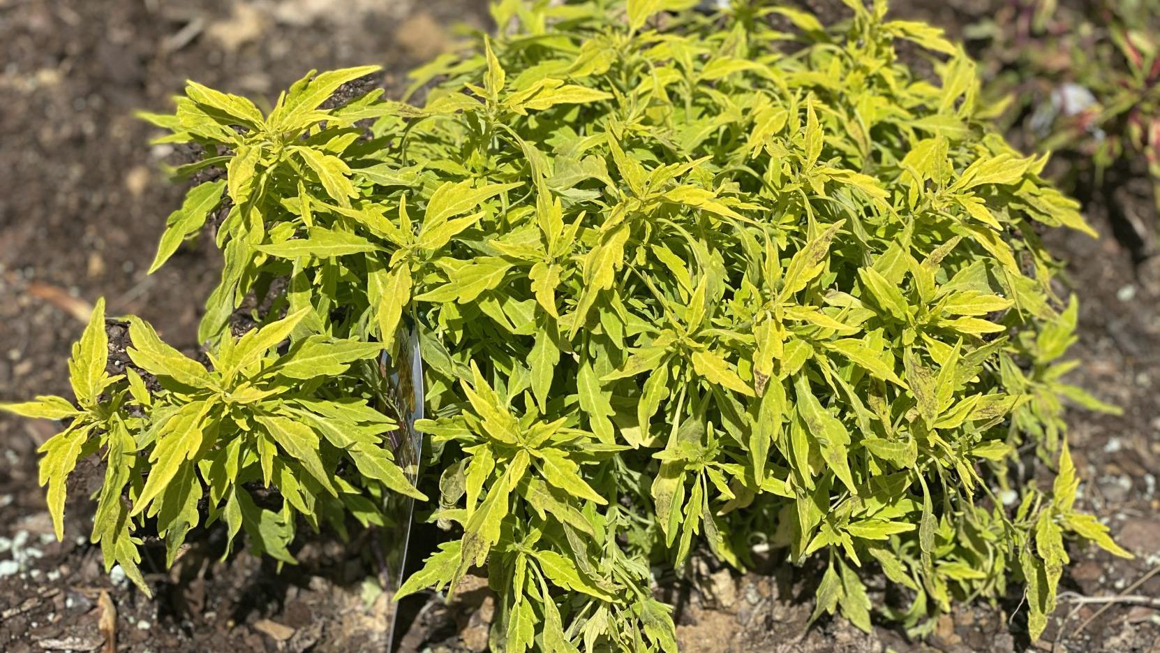 Garden News Spice Up Your Landscape With The Flamethrower Coleus Series Home Garden Theadvocate Com