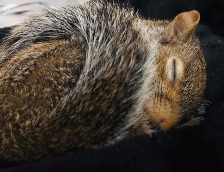 One-Eyed Willa, the Lafayette squirrel made famous by TMZ, seized by ...