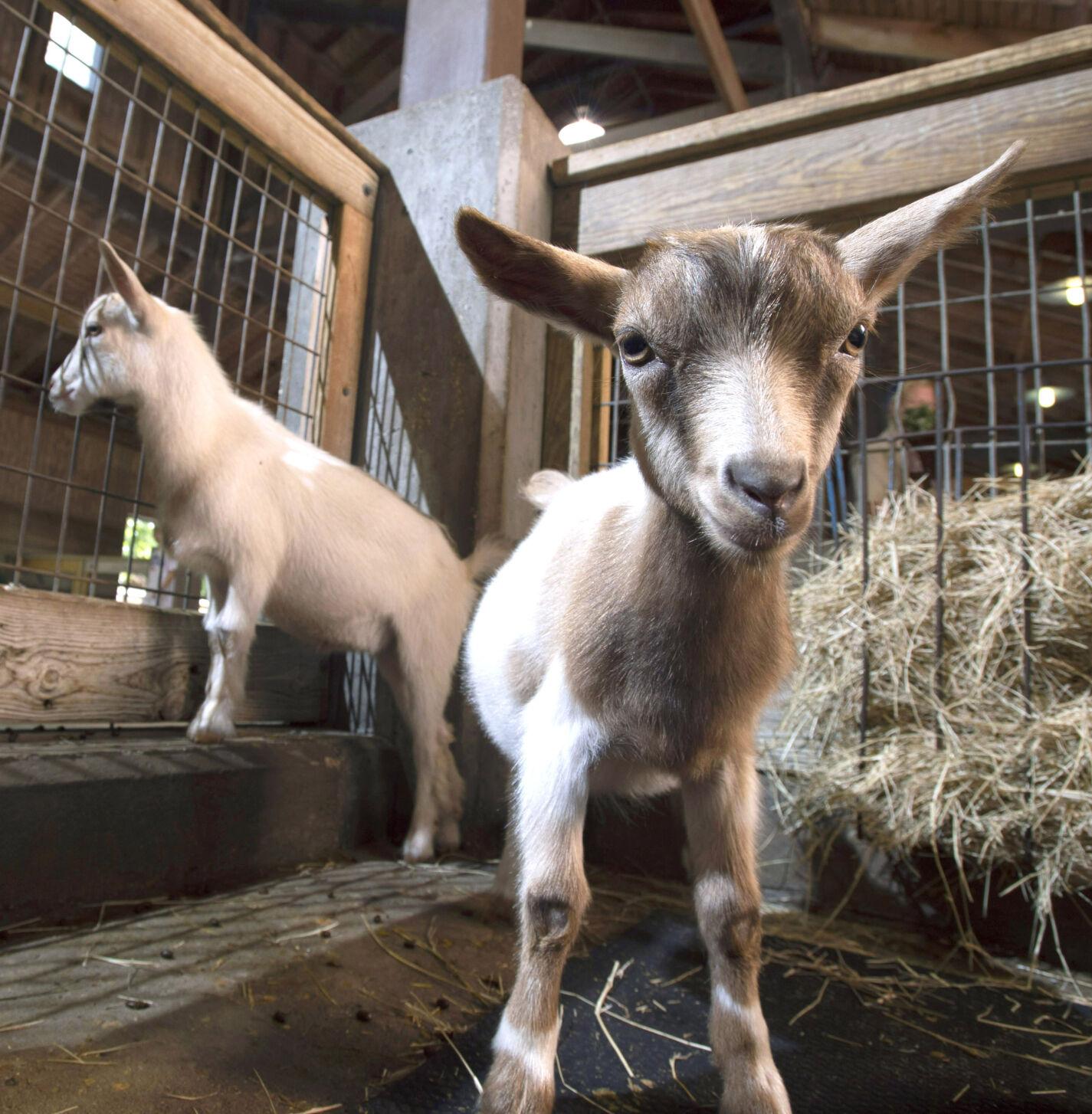 Photos Could the kids be any cuter? Young Nigerian DwarfAfrican Pygmy