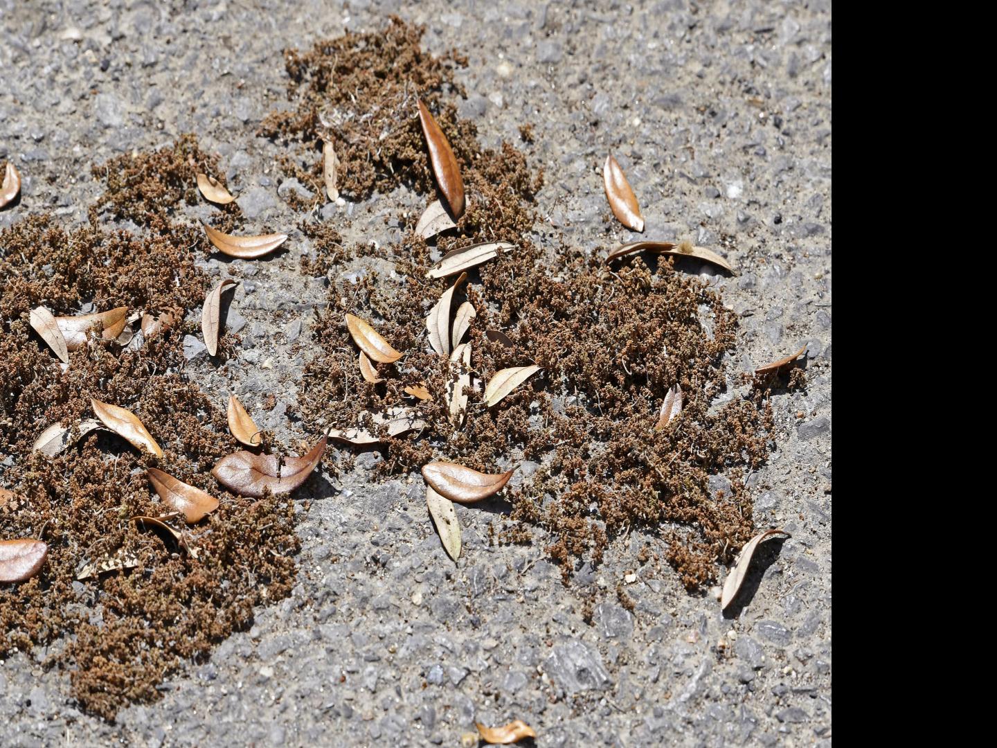 Terrible Spring For Allergies In Louisiana Pollen Capitals Will