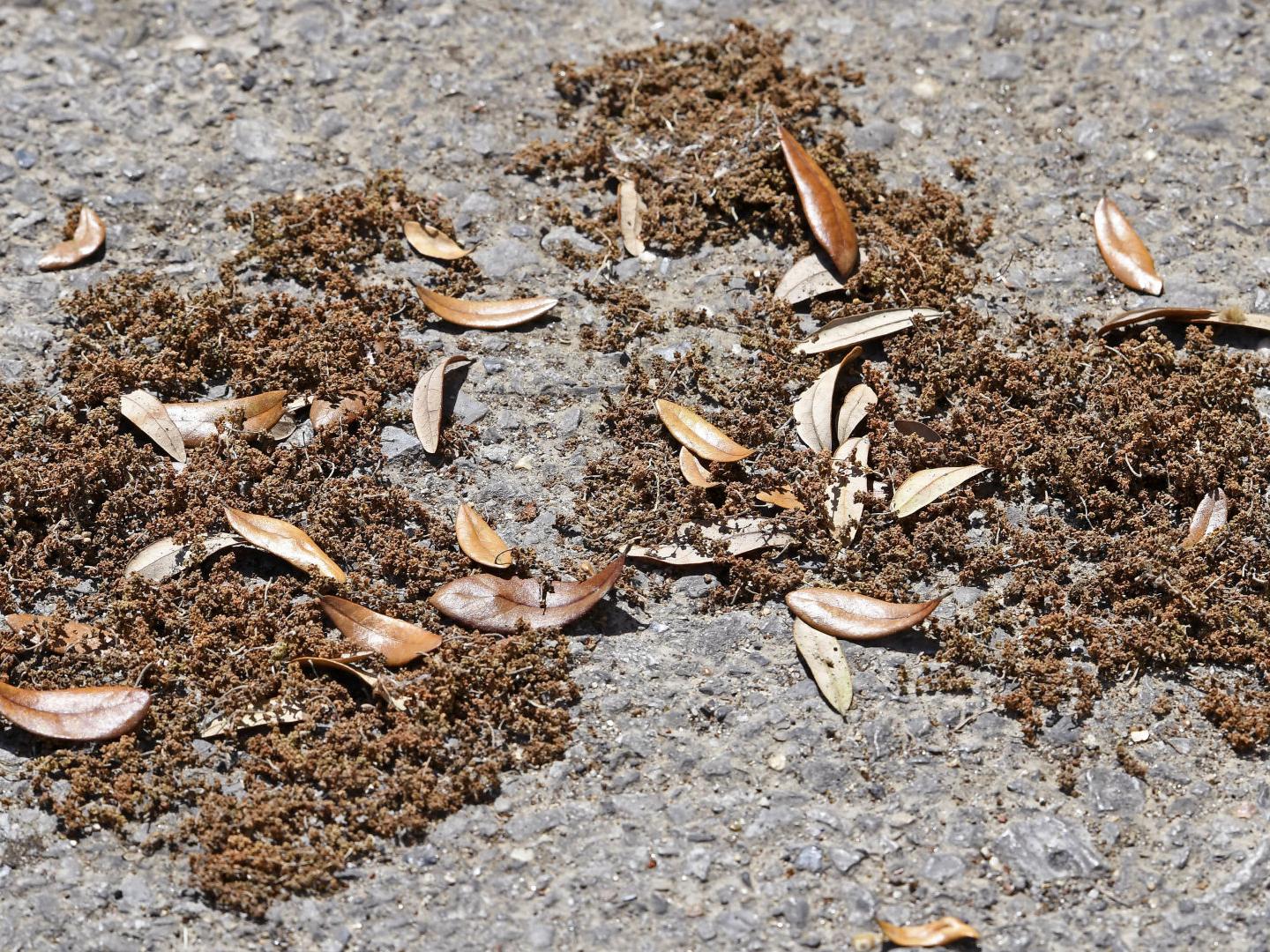 Terrible Spring For Allergies In Louisiana Pollen Capitals Will