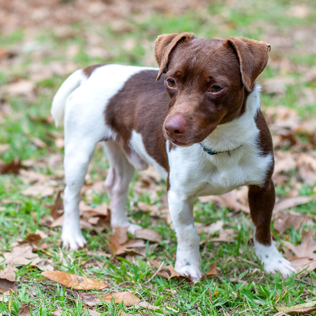 FOTA Baton Rouge dogs available for adoption on March 5 ...