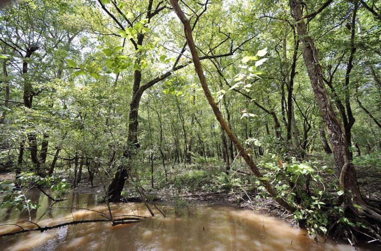 The Nature Conservancy buys Atchafalaya Basin land to improve water