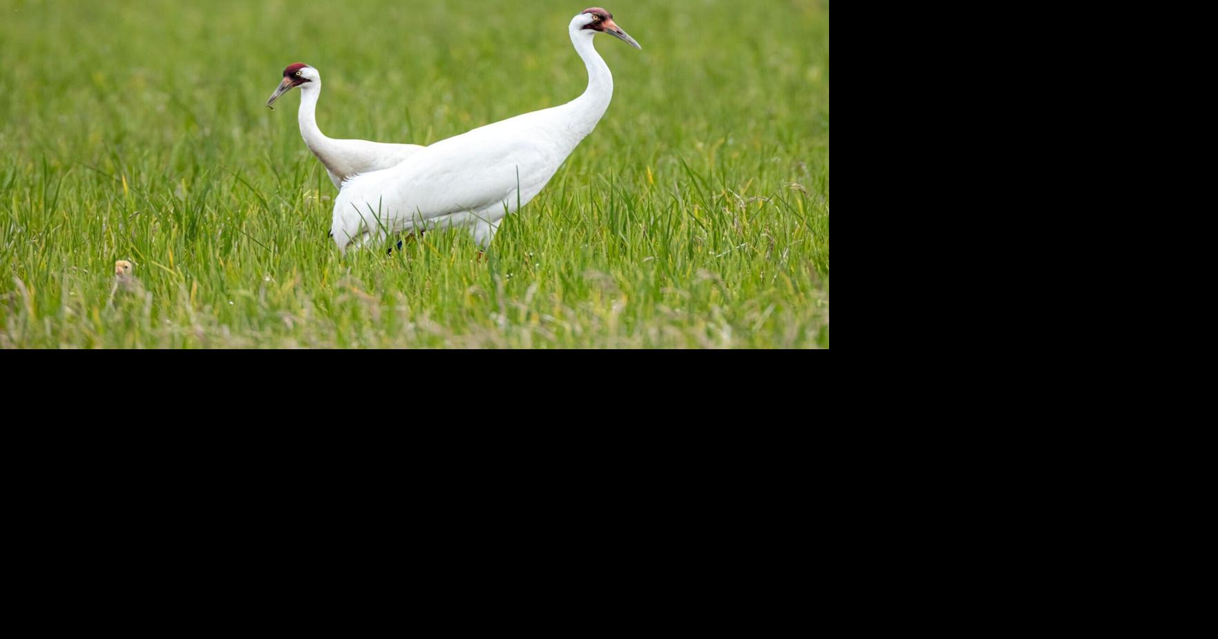 Farm workers face $15,000 in fees for allegedly shooting a whooping crane in Evangeline Parish, LDWF says