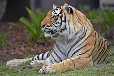 Tiger In NYC Zoo Becomes First Animal In US to Get COVID-19
