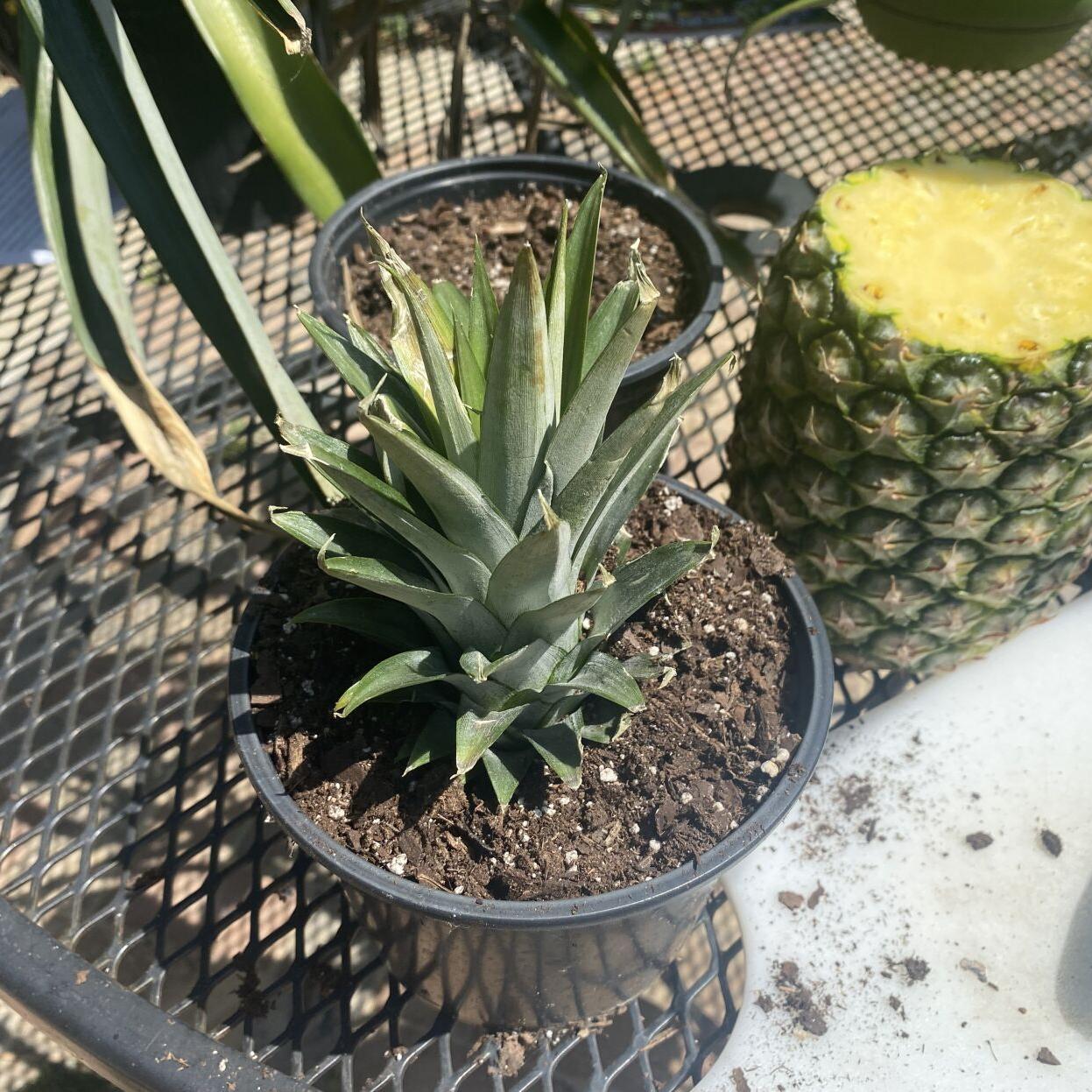 A guide to growing sweet pineapples at home | Entertainment/Life |  theadvocate.com