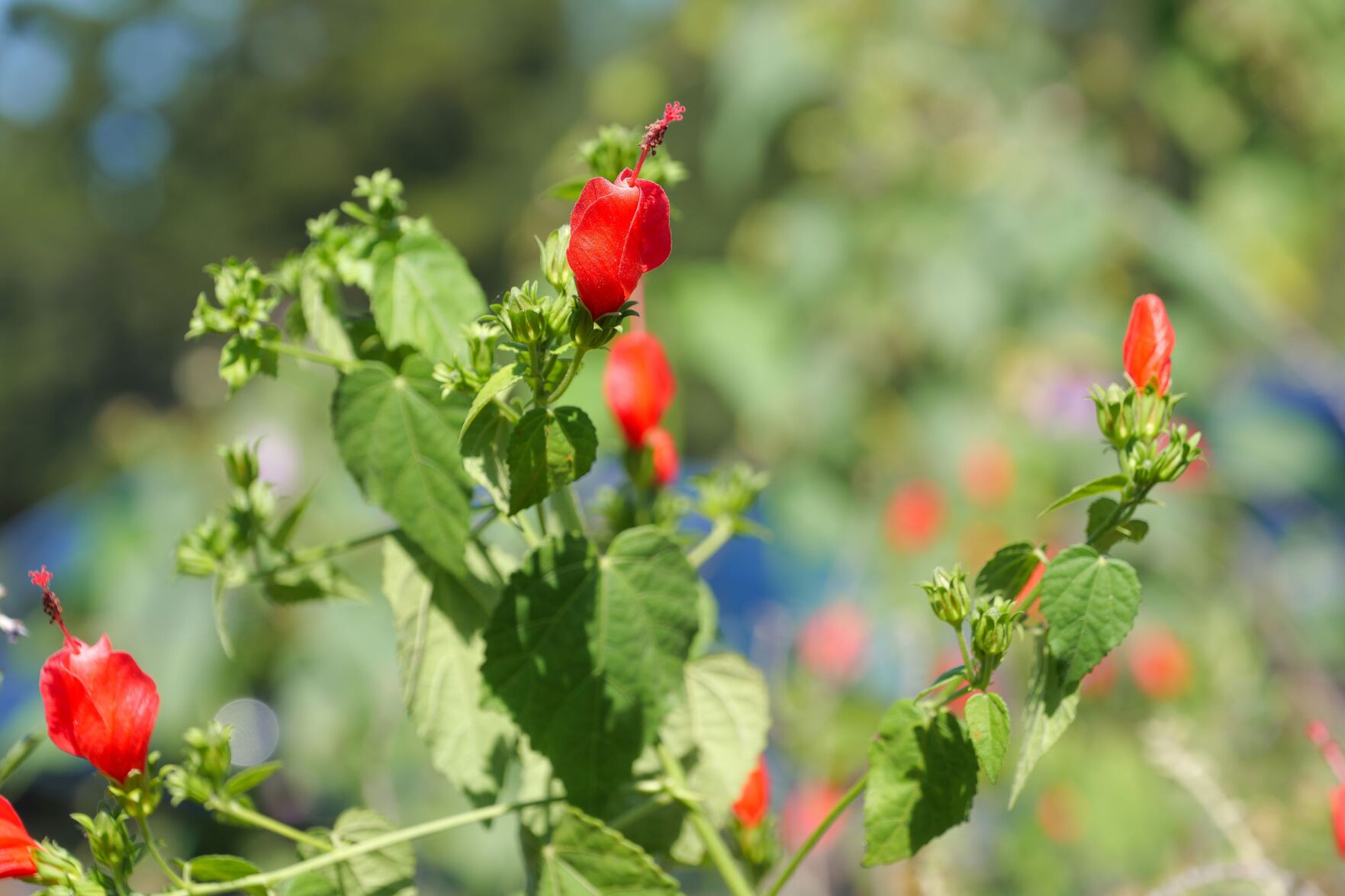 Turk's cap is a perennia; powerhouse for La. gardens | Home/Garden