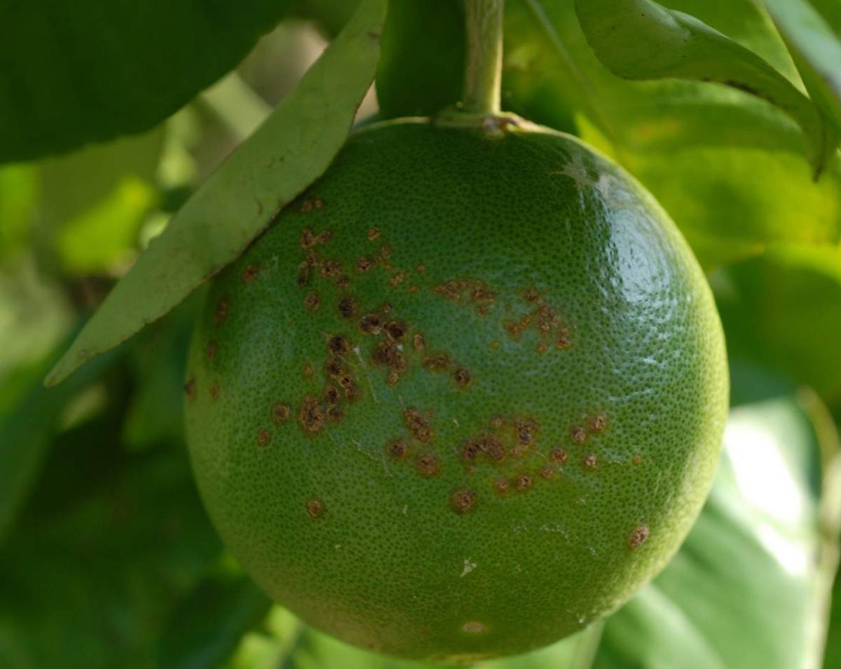 Get Wallpaper Citrus Canker Detected In East Baton Rouge Livingston Parishes Free HD