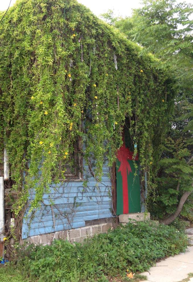 Cat’s claw vine The ‘harbinger of spring’ has its admirers Home