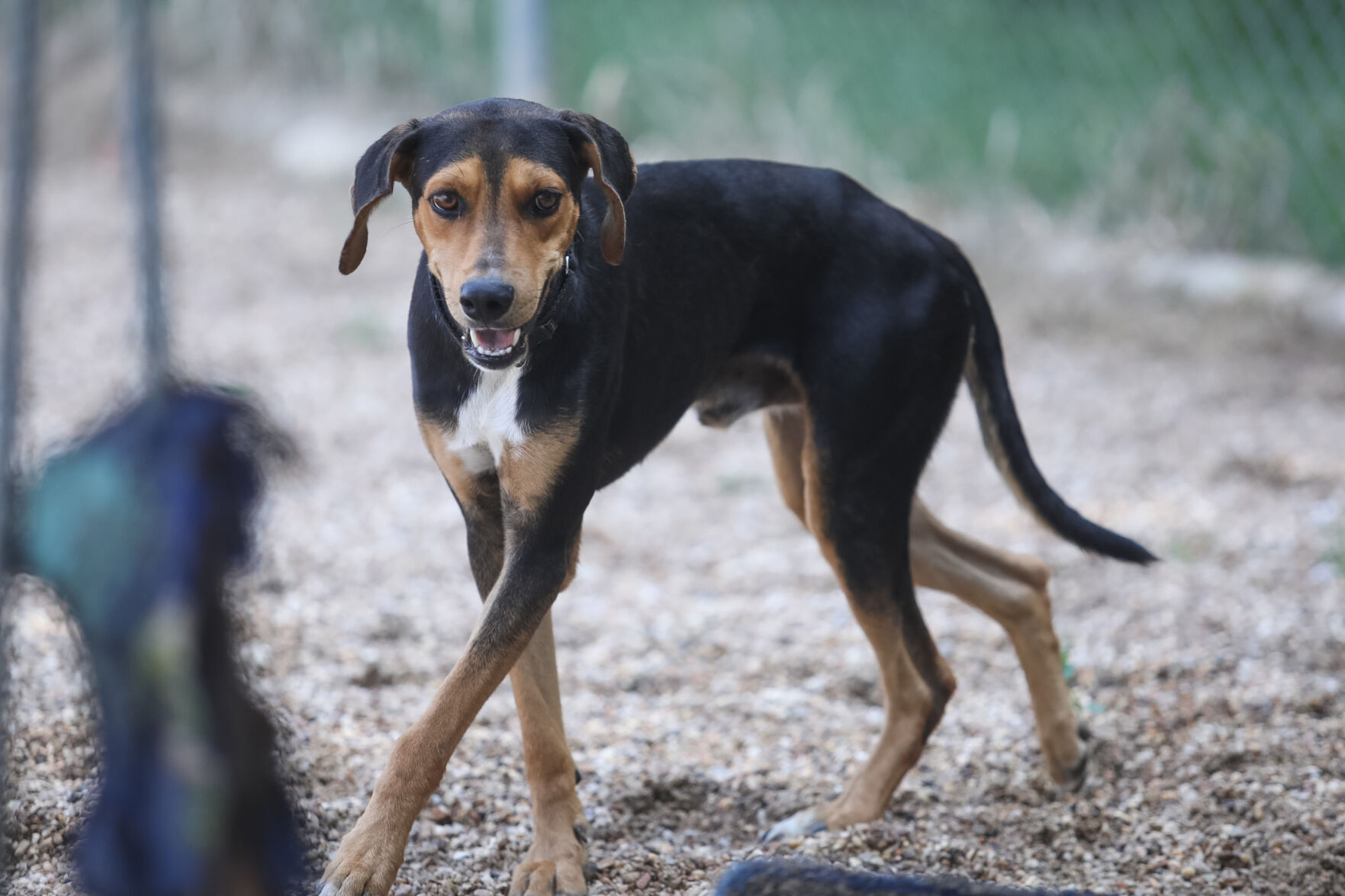 neutering a 5 year old dog