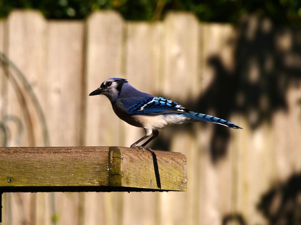 Christmas Bird Count Louisiana 2022 You, Too, Can Be A Researcher. Take Part In The Great Backyard Bird Count |  Home/Garden | Theadvocate.com