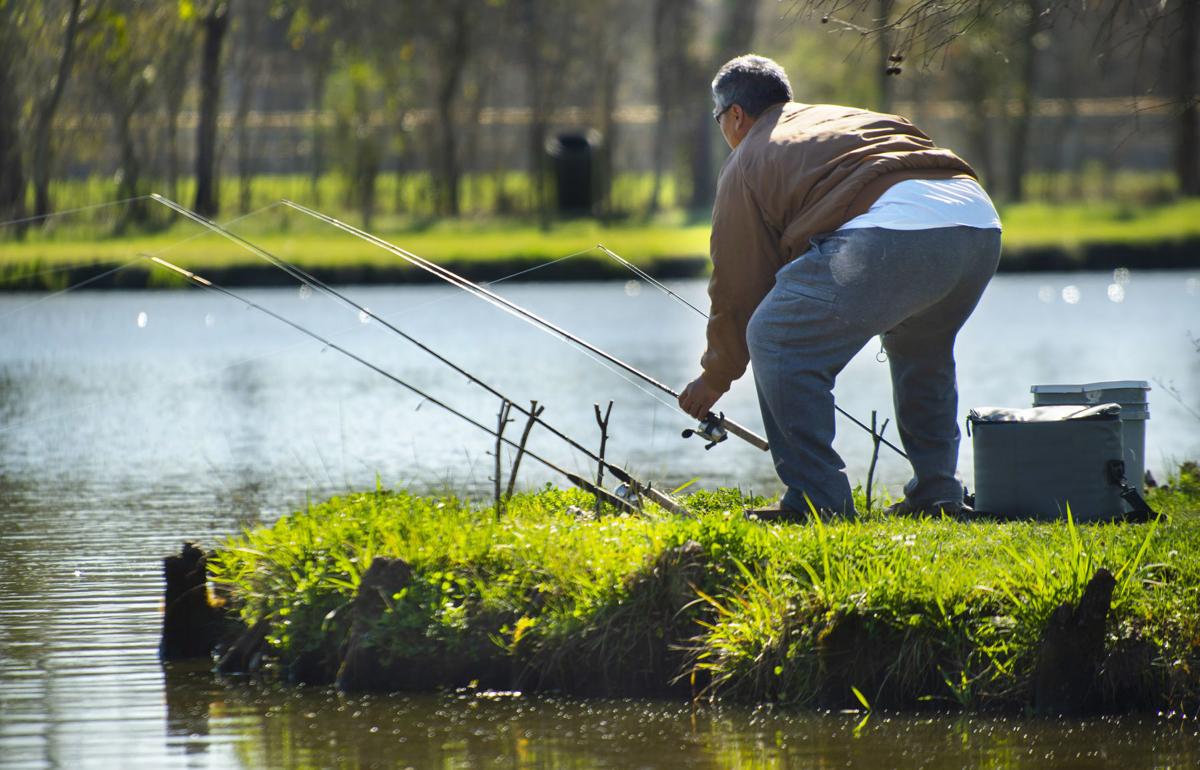 Rainbow Trout Stocked At Community Ponds Statewide Zachary Theadvocate Com