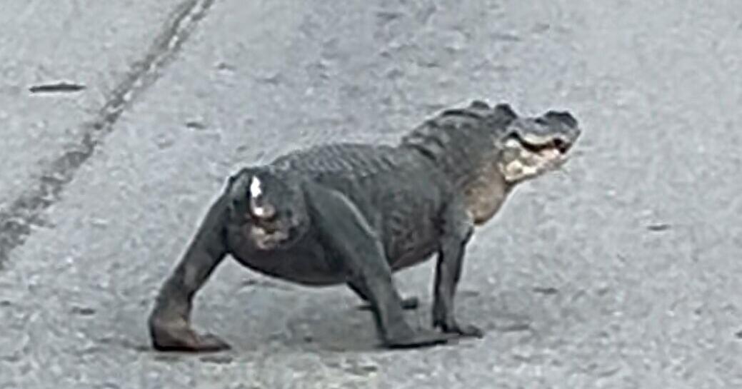 An alligator without a tail spotted near New Orleans LA Entertainment