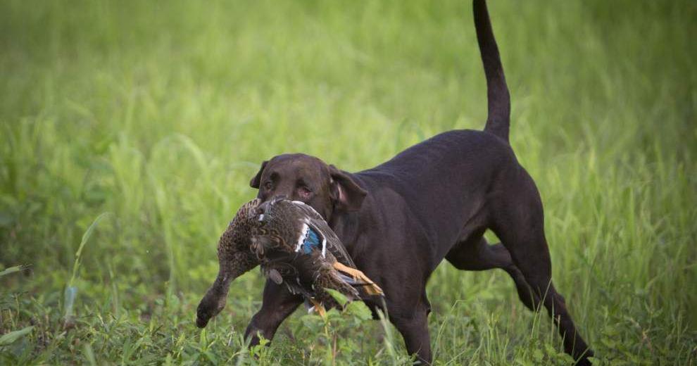 2025 Iowa Hunting Seasons