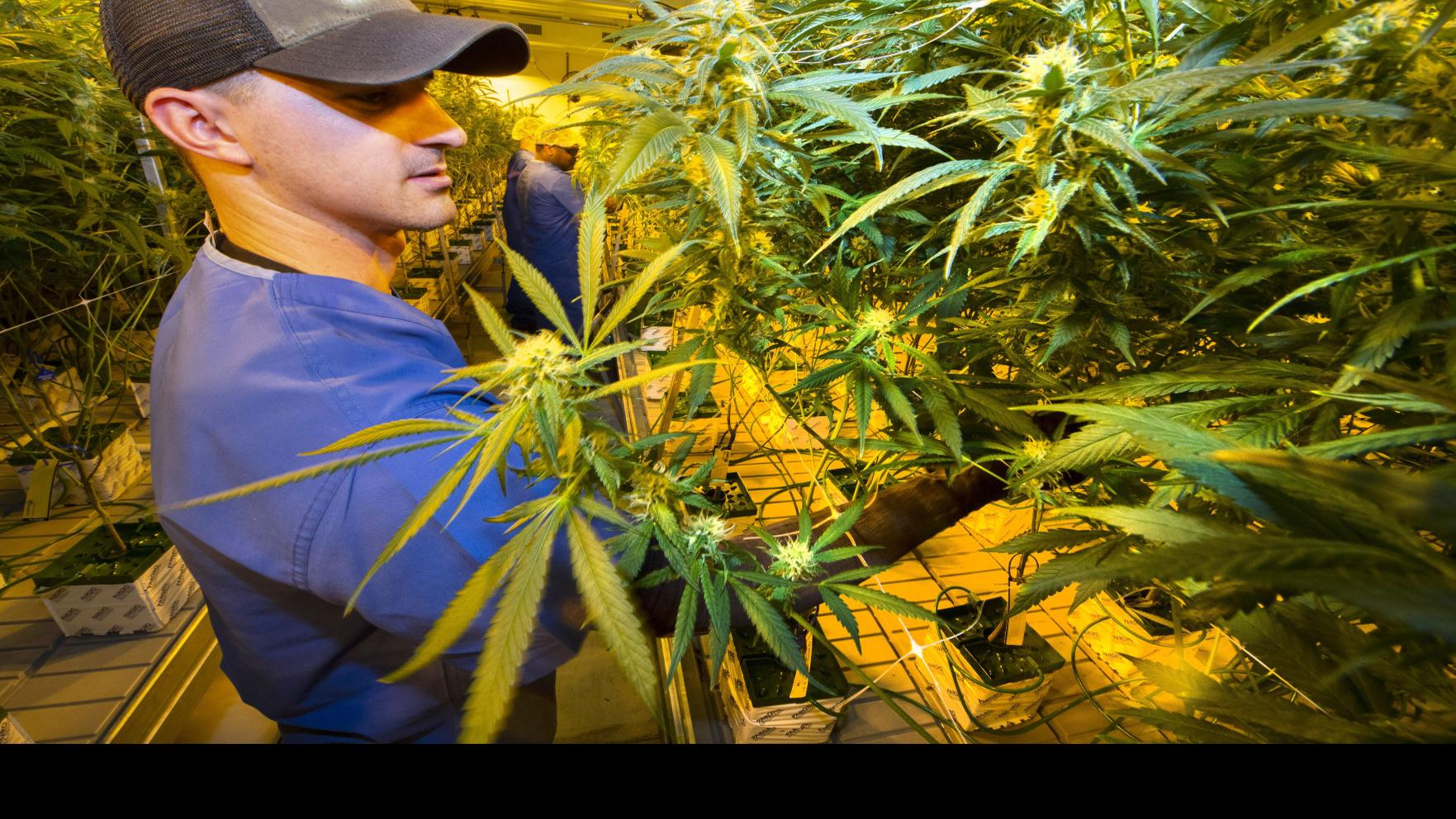 Smokable marijuana allowed in Louisiana's medical pot program after Gov.  John Bel Edwards signs bill | Legislature | theadvocate.com