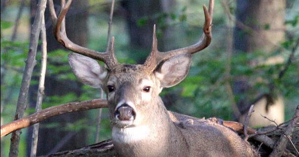 Famous guitarist-turned activist Ted Nugent rails against Louisiana 'zombie deer' restrictions
