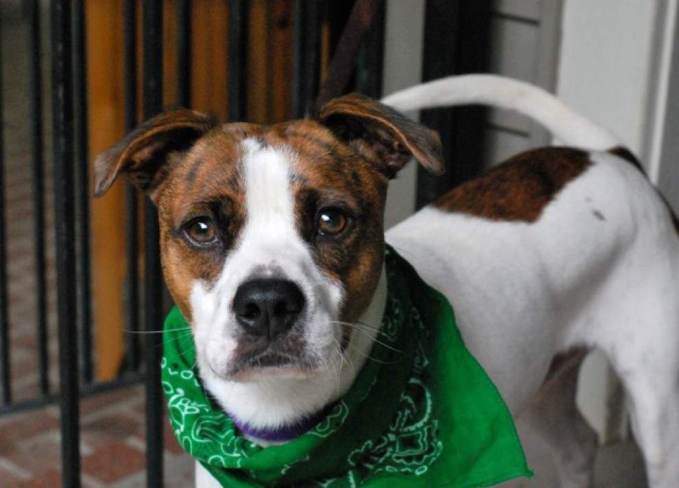 Southside pets available for Sept. 4, 2014 _lowres