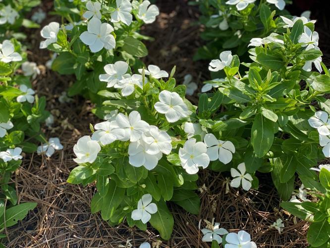 delivery for plants Serrano Pepper (2 Pack)