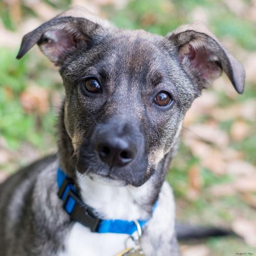 FOTA Baton Rouge dogs available for adoption on May 23, 2019 Mid City