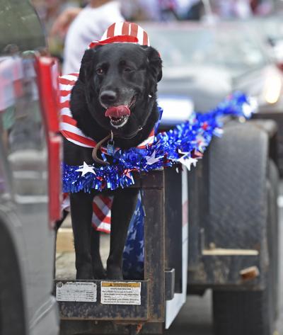 Sun Herald Is Your Pet Afraid Of Fireworks Here S How To