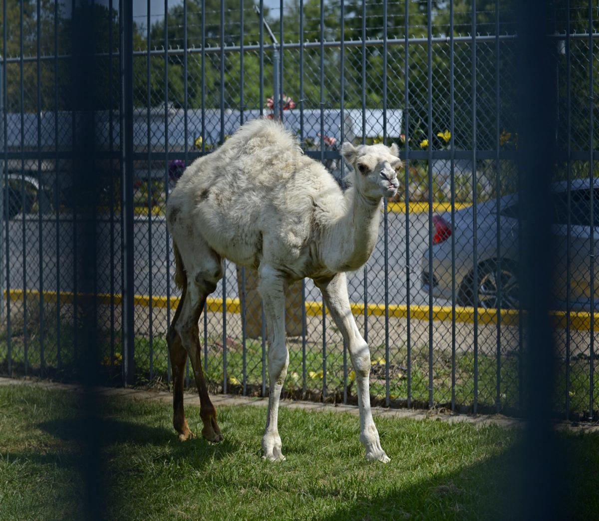 Photos Controversial Tiger Truck Stop Outside Baton Rouge Now Home To Caspar The Camel Photos Theadvocate Com