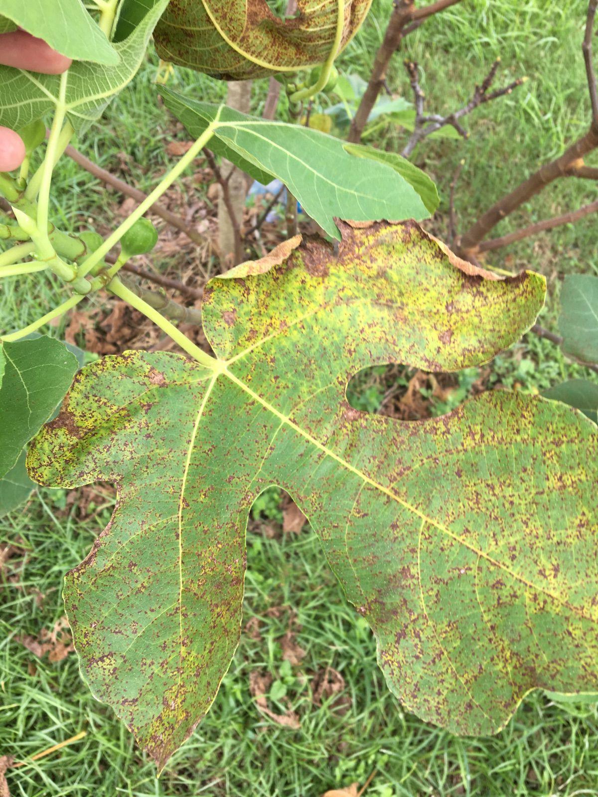 Digging In: Rusty fungus on fig leaves doesn #39 t affect the fruit Home