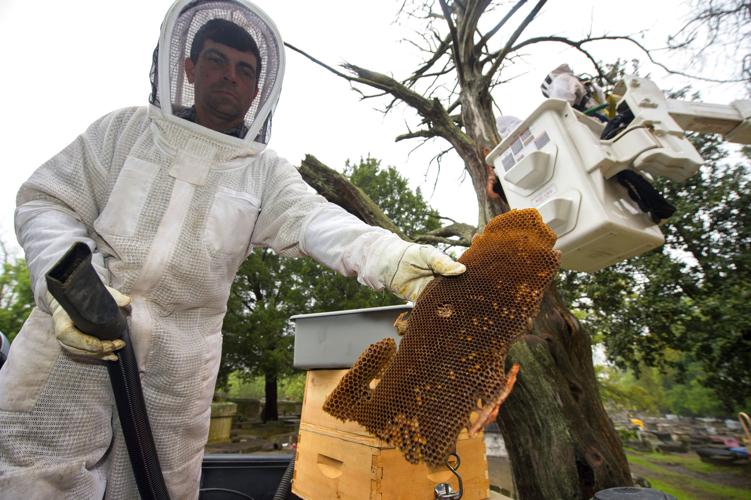 Watch volunteers remove tree, and its bees, that threatened historic