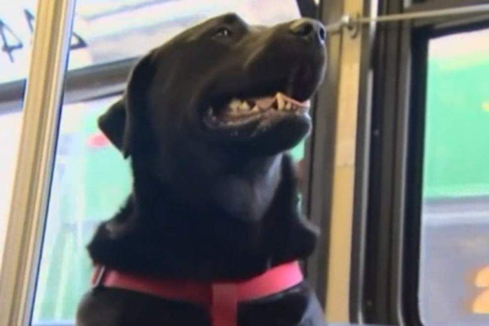 Dog rides bus alone, wins hearts _lowres