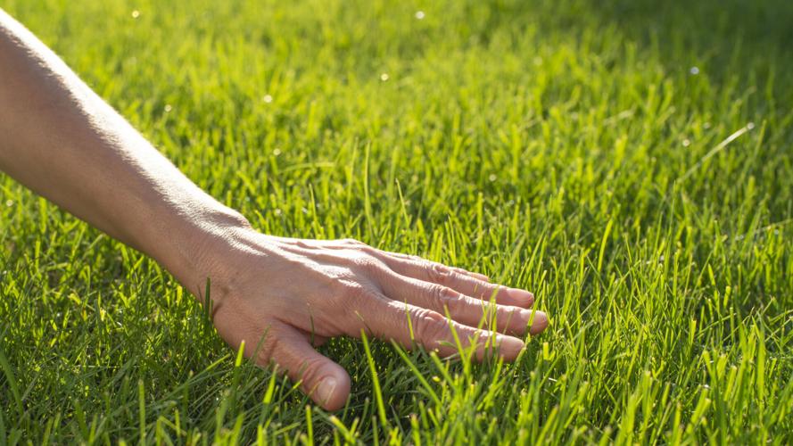 Human palm touching lawn grass low angle view (sponsored)