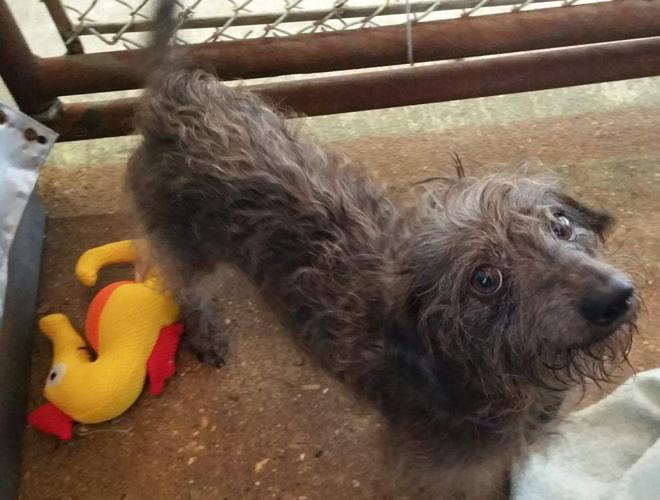 Ascension Parish pets available for May 14, 2015 | Ascension