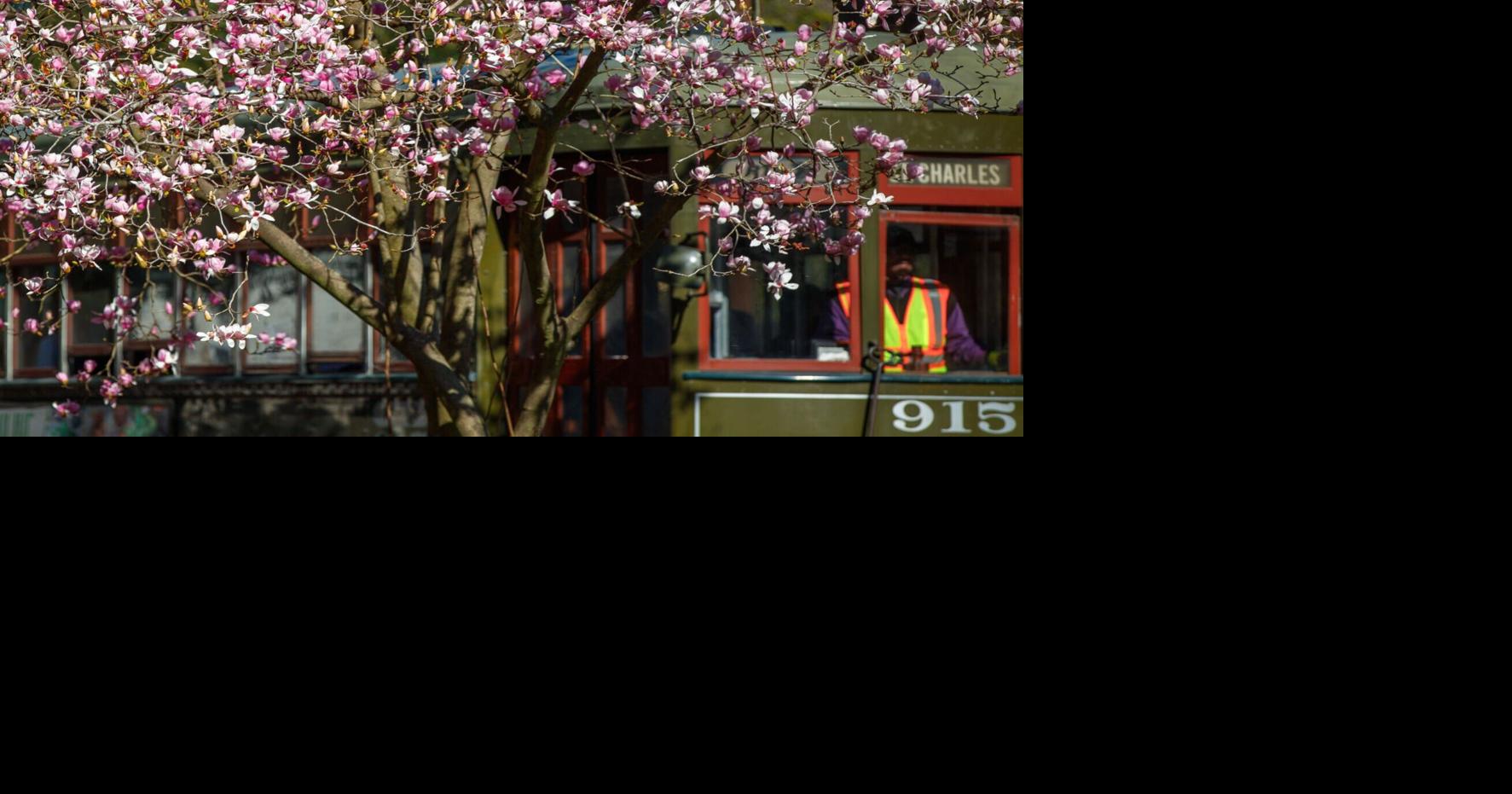 Japanese magnolias are looking frumpy, while mirliton vines are thriving: Dan Gill's advice