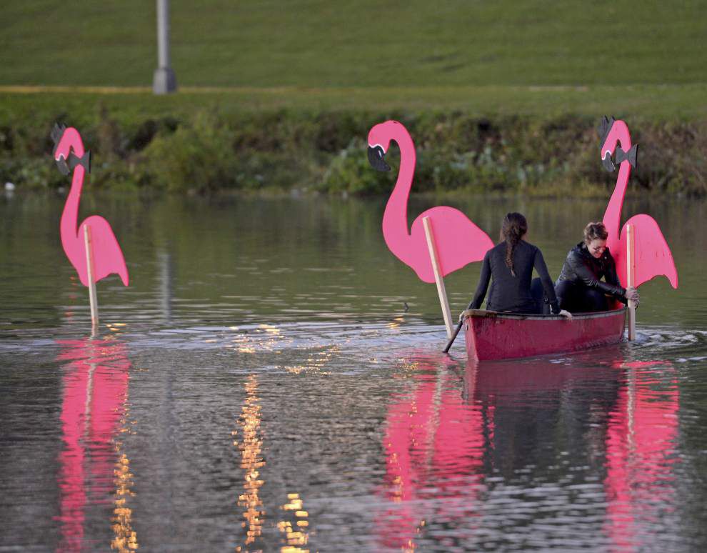 Photos: Pink flamingos make annual migration to Baton Rouge -- heralding upcoming Spanish Town Parade _lowres