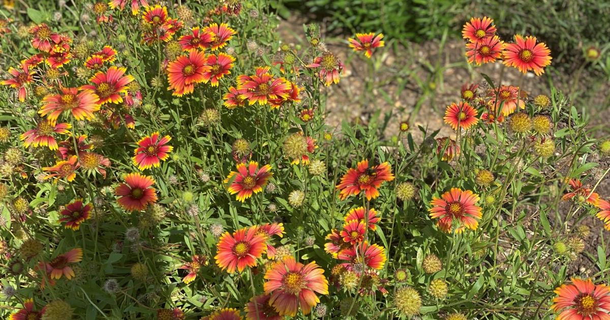Plant these 13 plants to help monarchs multiply: LSU Garden News