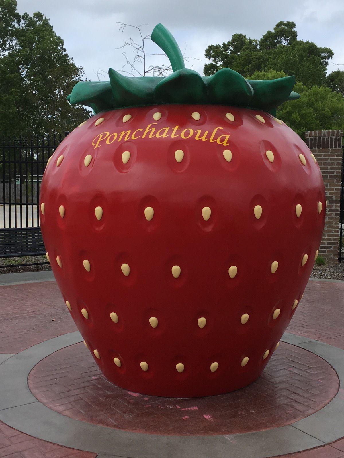 Giant Strawberry Statue In Ponchatoula Has Become Berry Photogenic Spot As Festival Gets Underway Livingston Tangipahoa Theadvocate Com