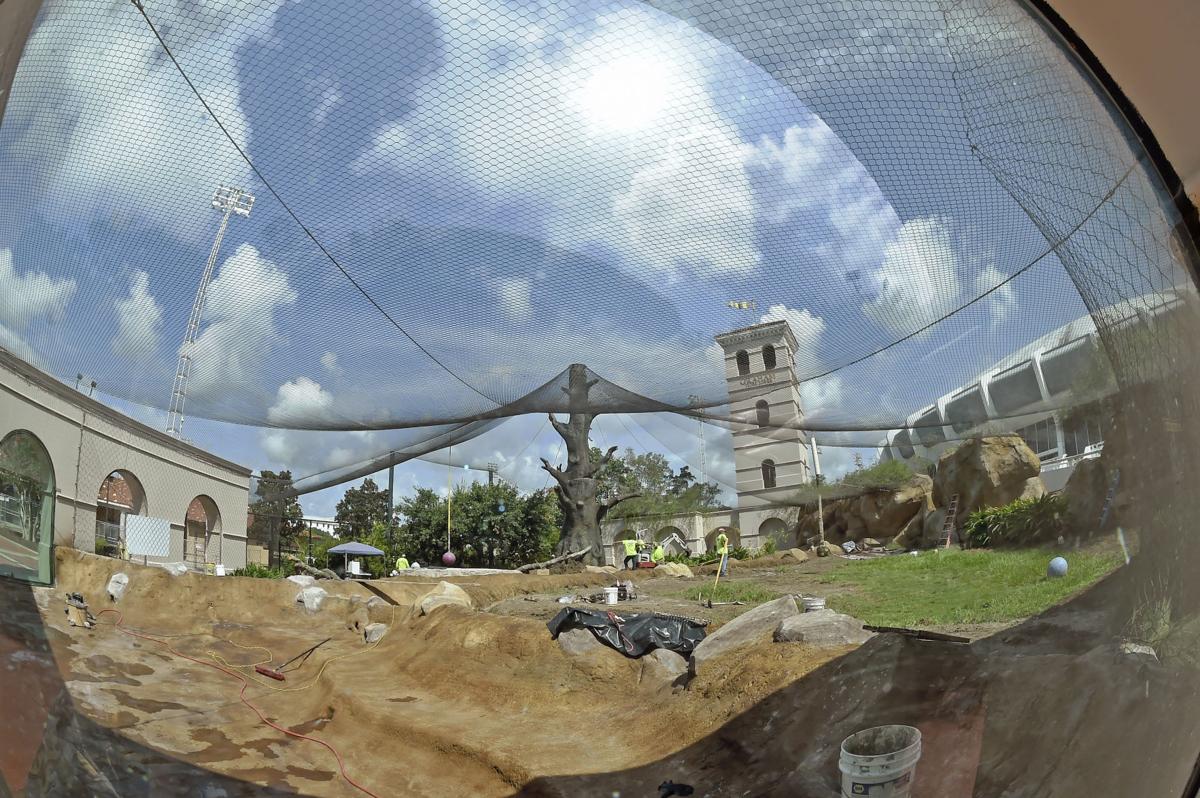 LSU's renovated tiger habitat features 'above and beyond' comforts for