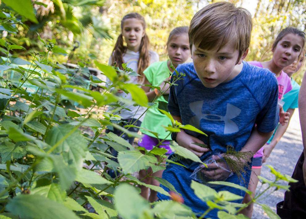 Photos: Bluebonnet Swamp hosts kids event showing how to make cyanotype prints _lowres