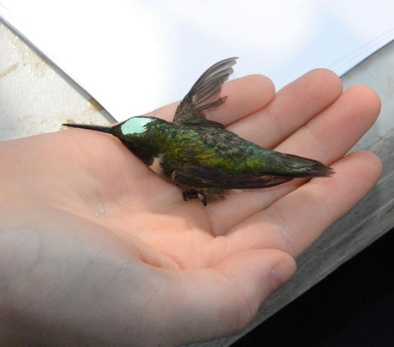 Hummingbirds star in West Feliciana festival | St. Francisville ...