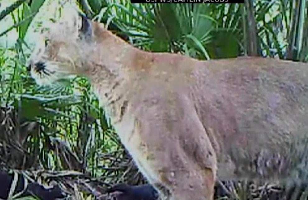 Florida panther rebound upsets ranchers _lowres