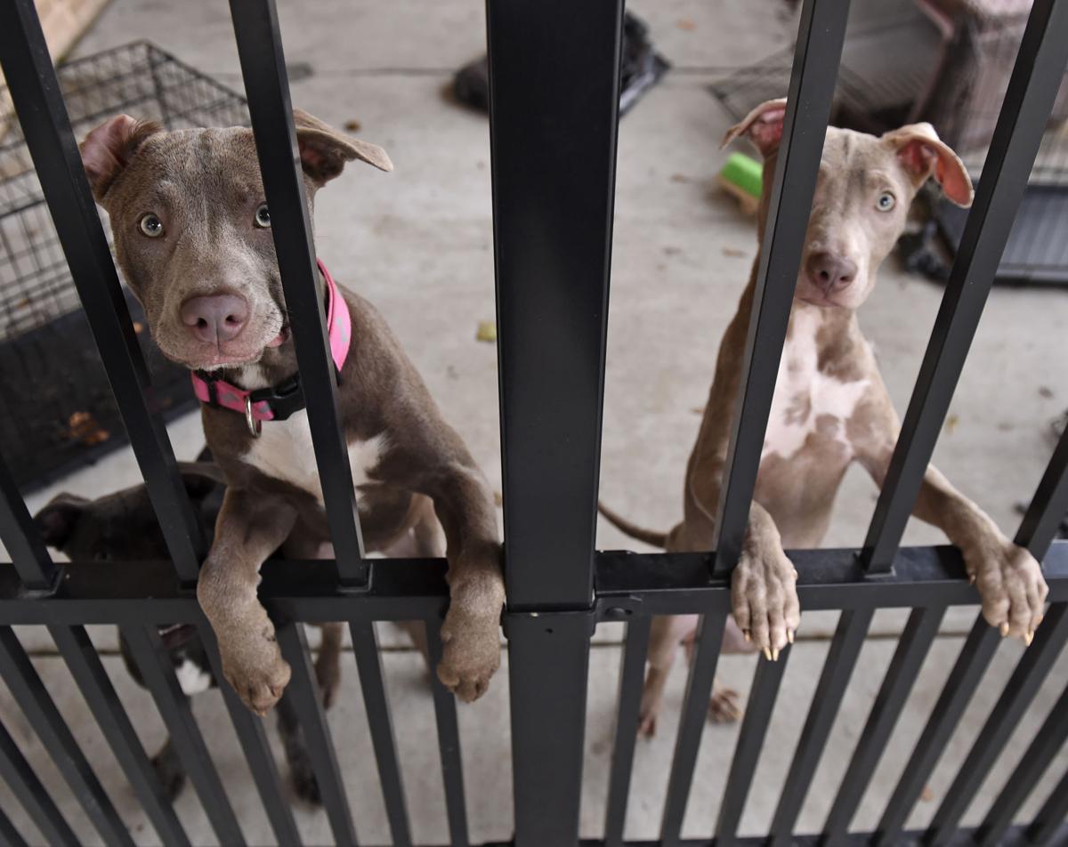 This Baton Rouge 'socially conscious' animal shelter increased the