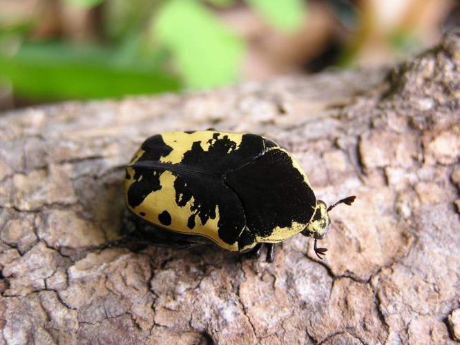 Get up close and personal with bugs, more at Insect Day | Entertainment ...