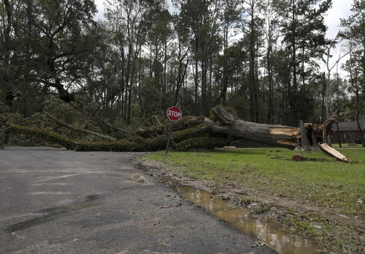 BR.sthelenaida.090121 09 mw.JPG