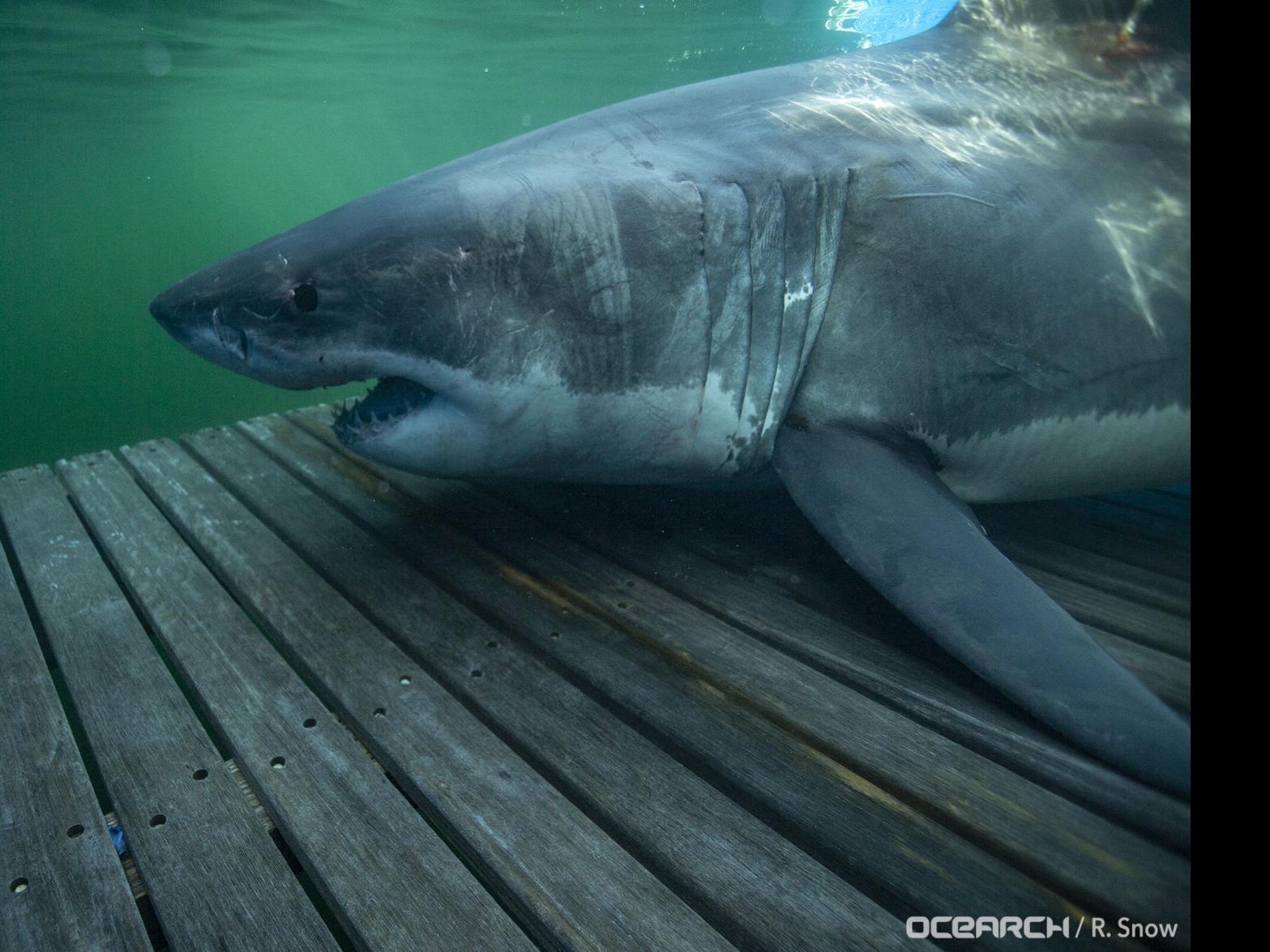 A Beautiful Sign': Large White Shark In Gulf Of Mexico Indicates Region Is  Thriving | Environment | Theadvocate.Com