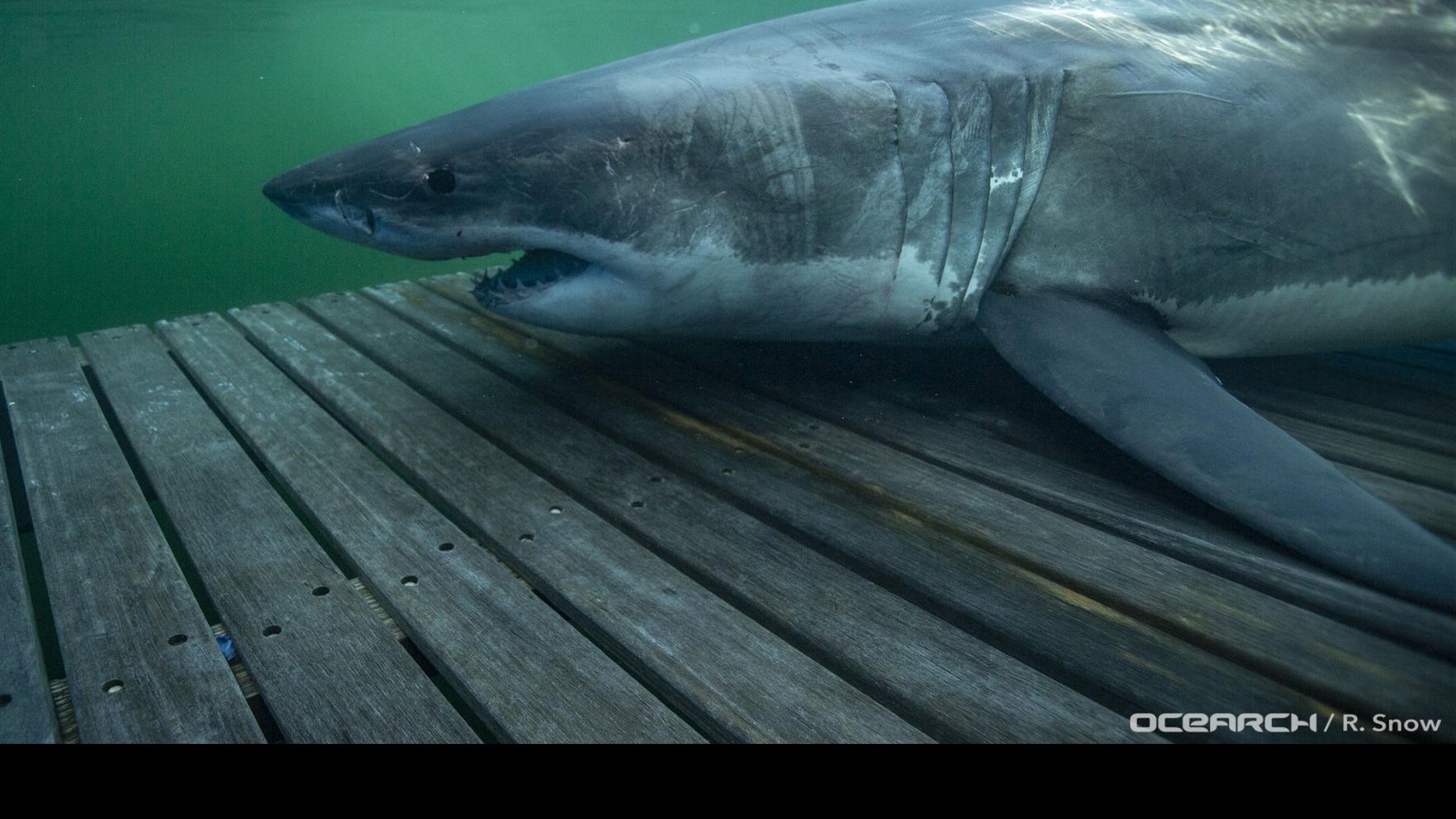 A beautiful sign': Large white shark in Gulf of Mexico indicates region is  thriving, Environment