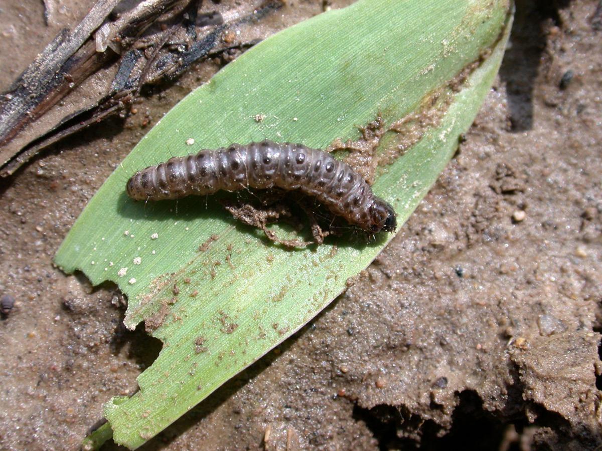 Moths fluttering over a patchy lawn? You may have webworms Home/Garden