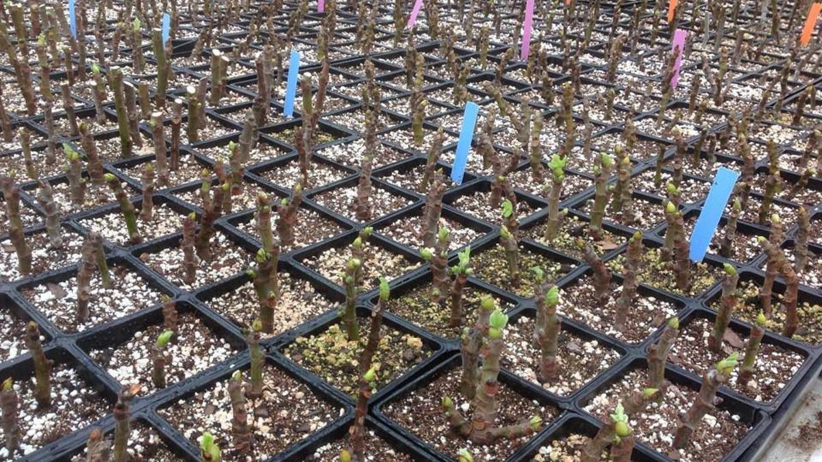Yes You Can Propagate Figs In Your Summer Garden Here S How Home Garden Theadvocate Com
