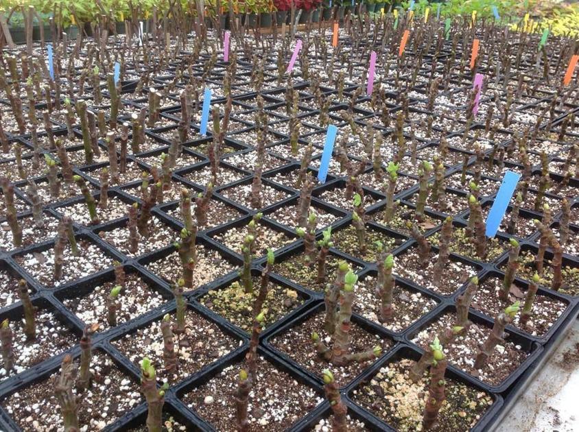 Yes You Can Propagate Figs In Your Summer Garden Here S How Home Garden Theadvocate Com