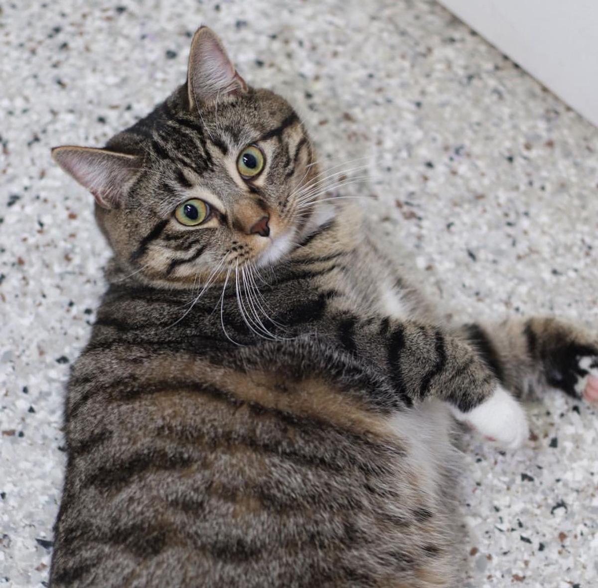 Baton Rouge Cats Available For Adoption On Feb 9 2017 Mid City