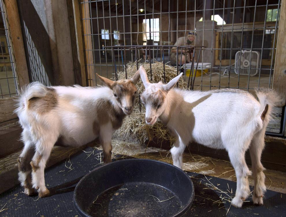 Photos Could the kids be any cuter? Young Nigerian DwarfAfrican Pygmy