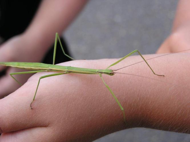 Annual Insect Day returns to State Arboretum Entertainment/Life